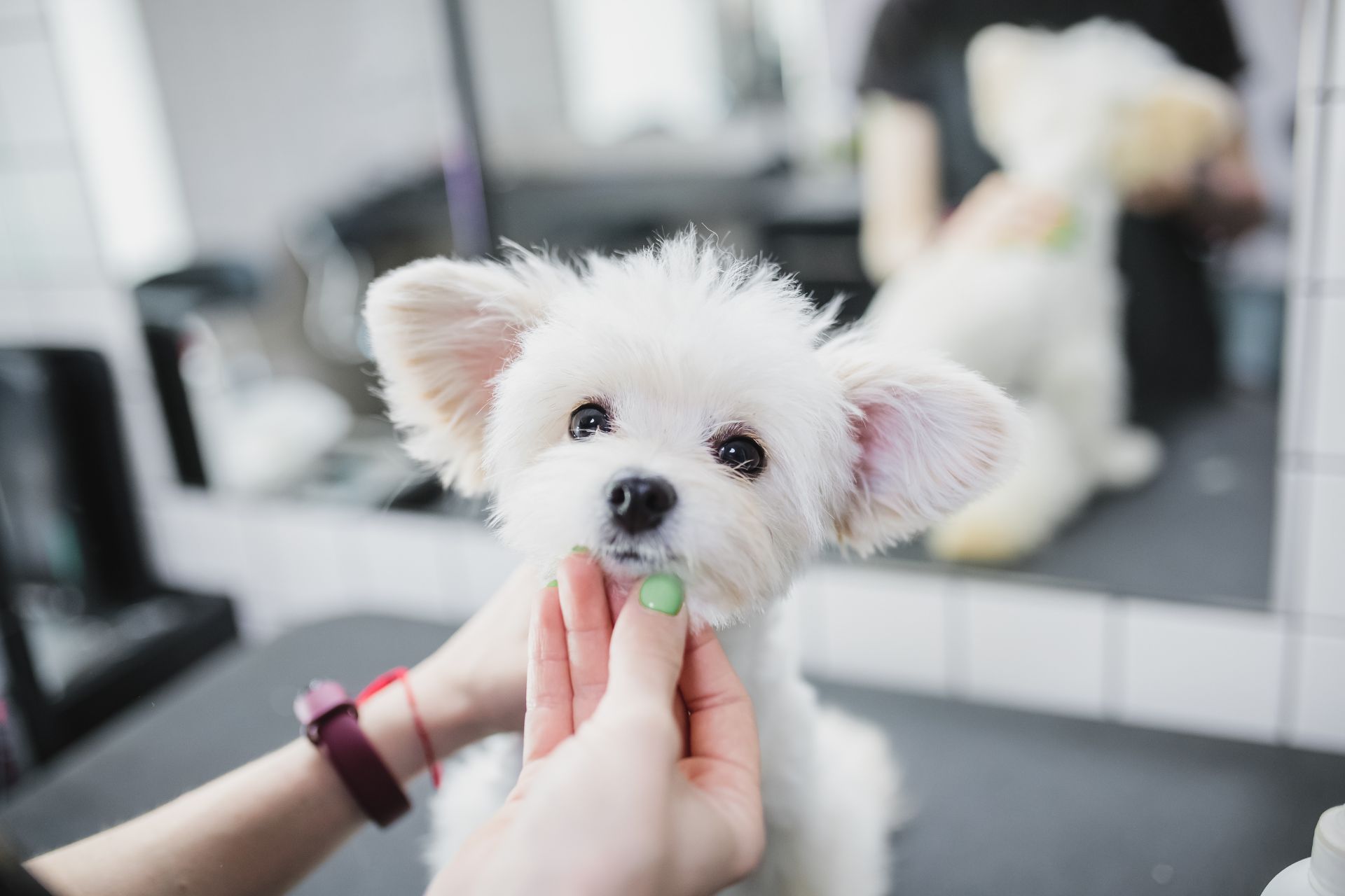 Dog Grooming in Estes Park