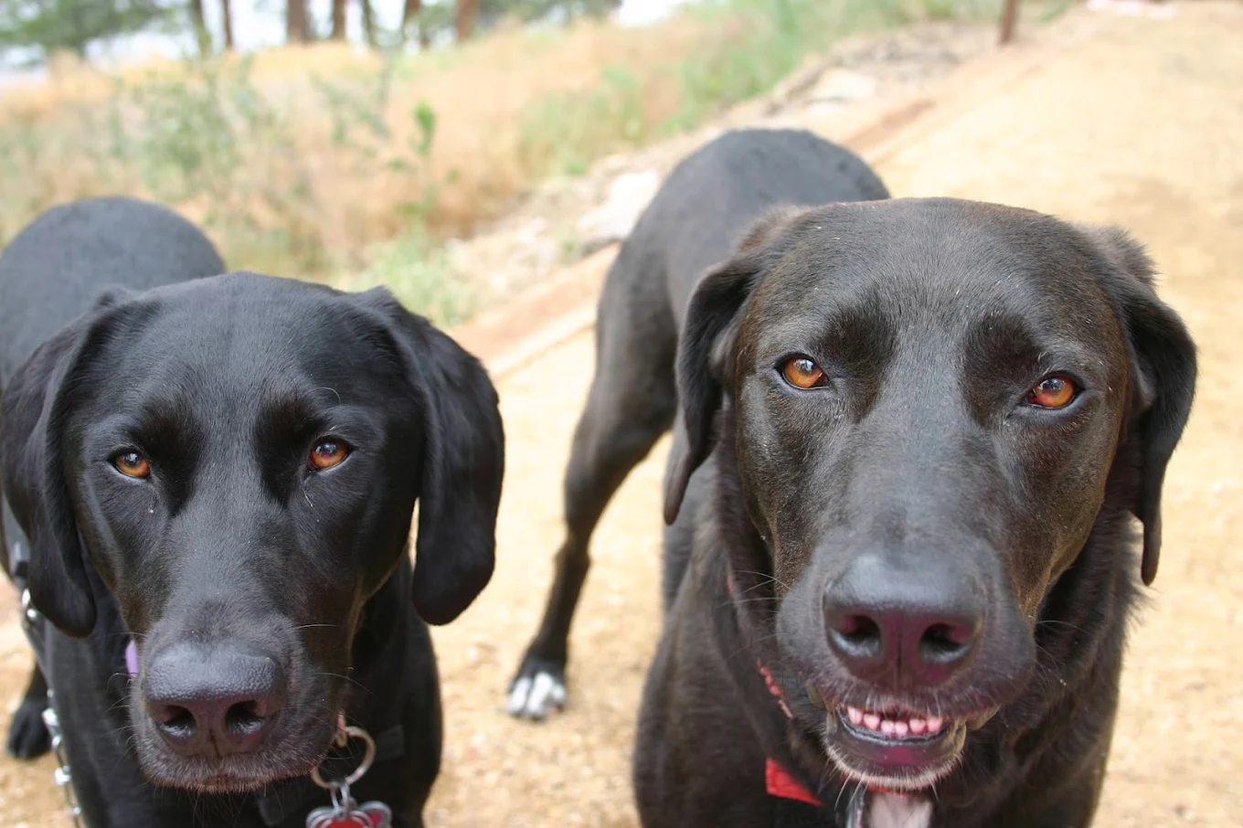 House & Pet Sitting Estes Park