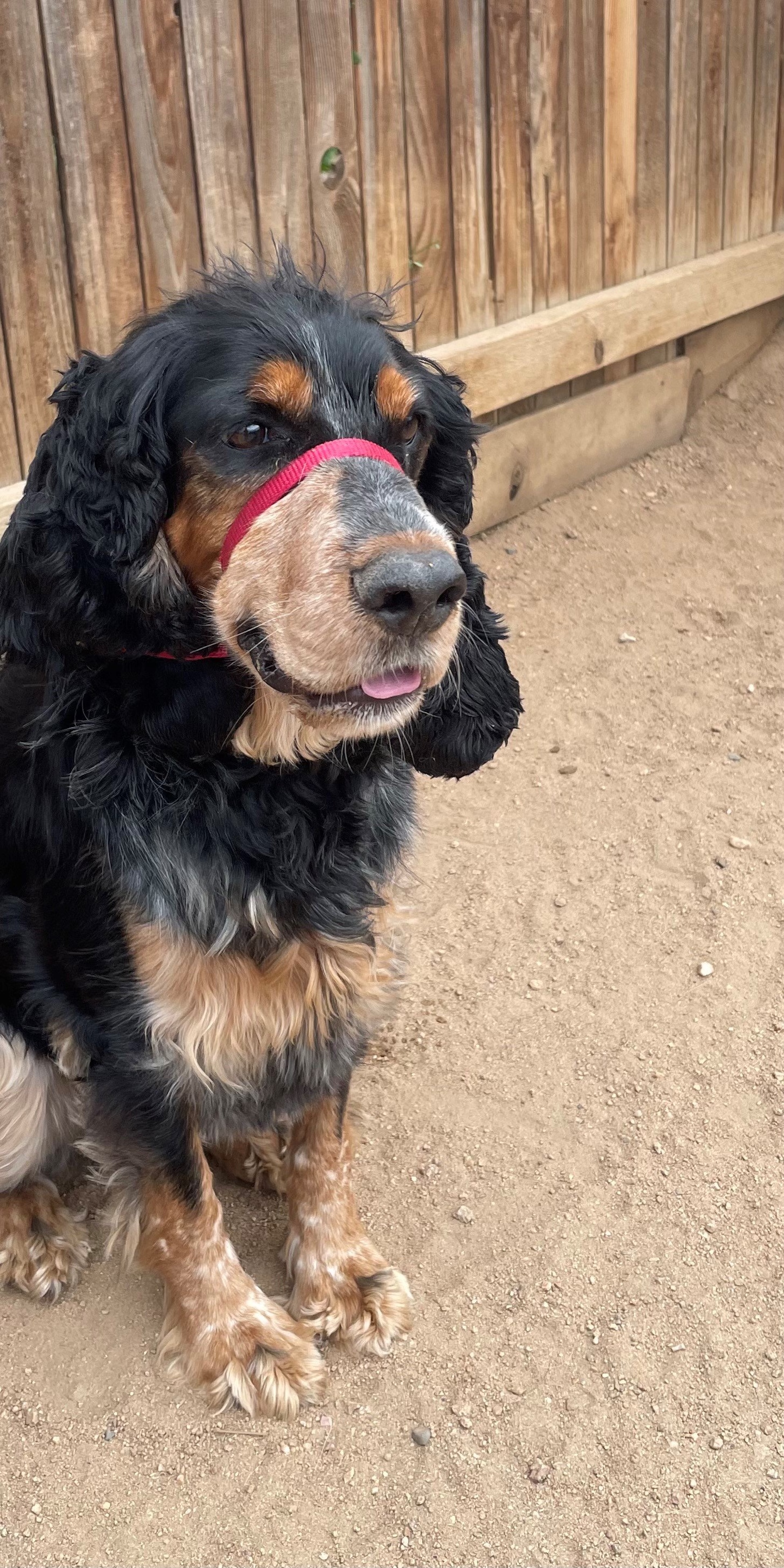 Dog Grooming 