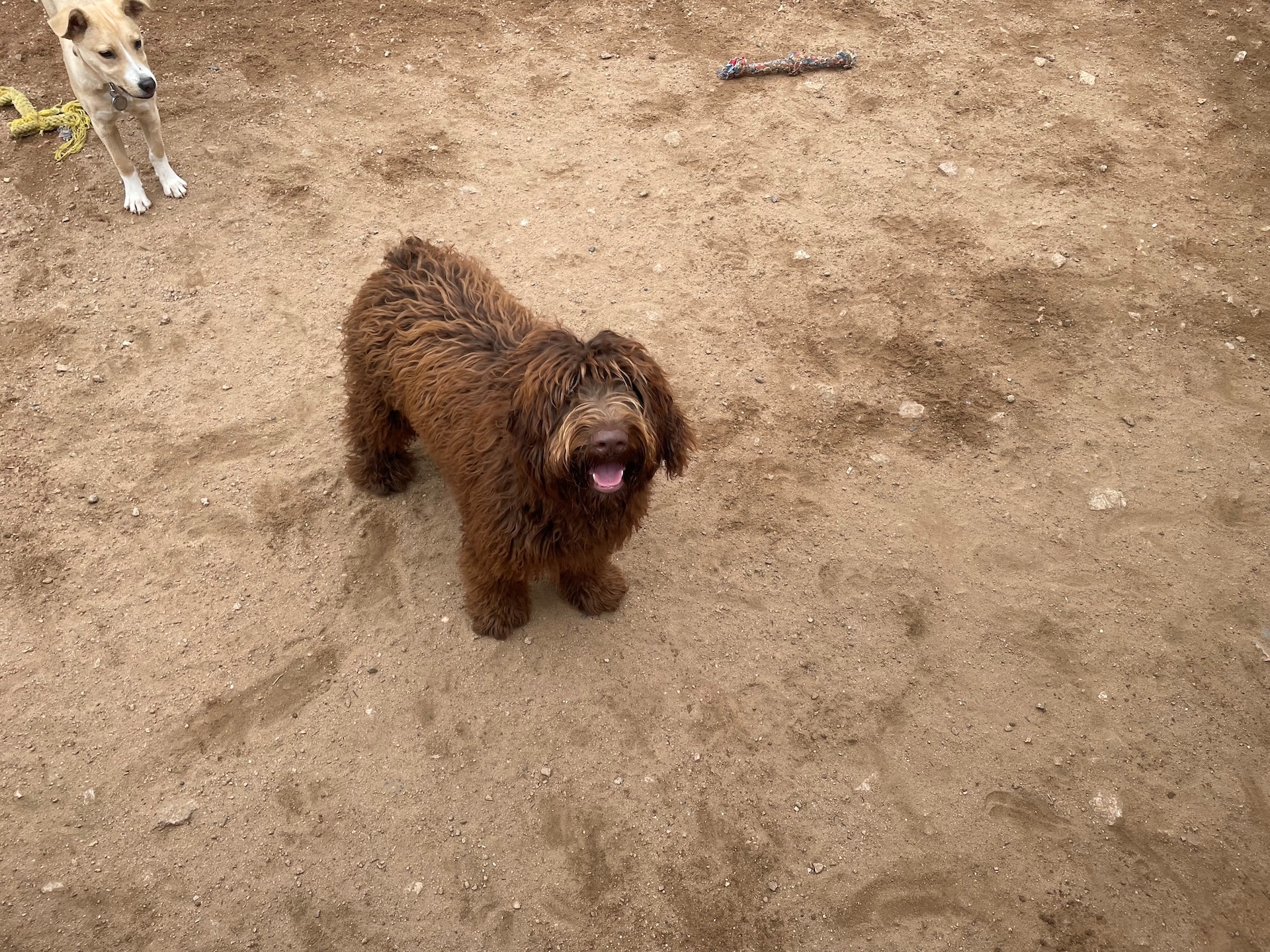 House & Pet Sitting Estes Park