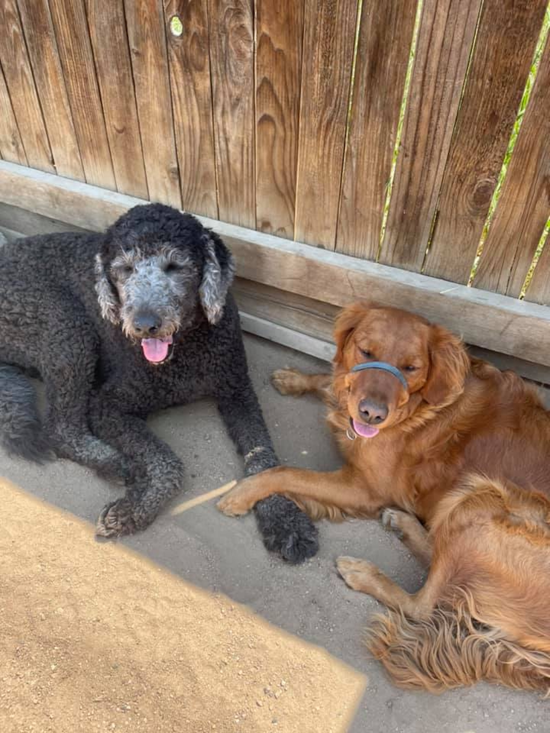 Dog Grooming Estes Park