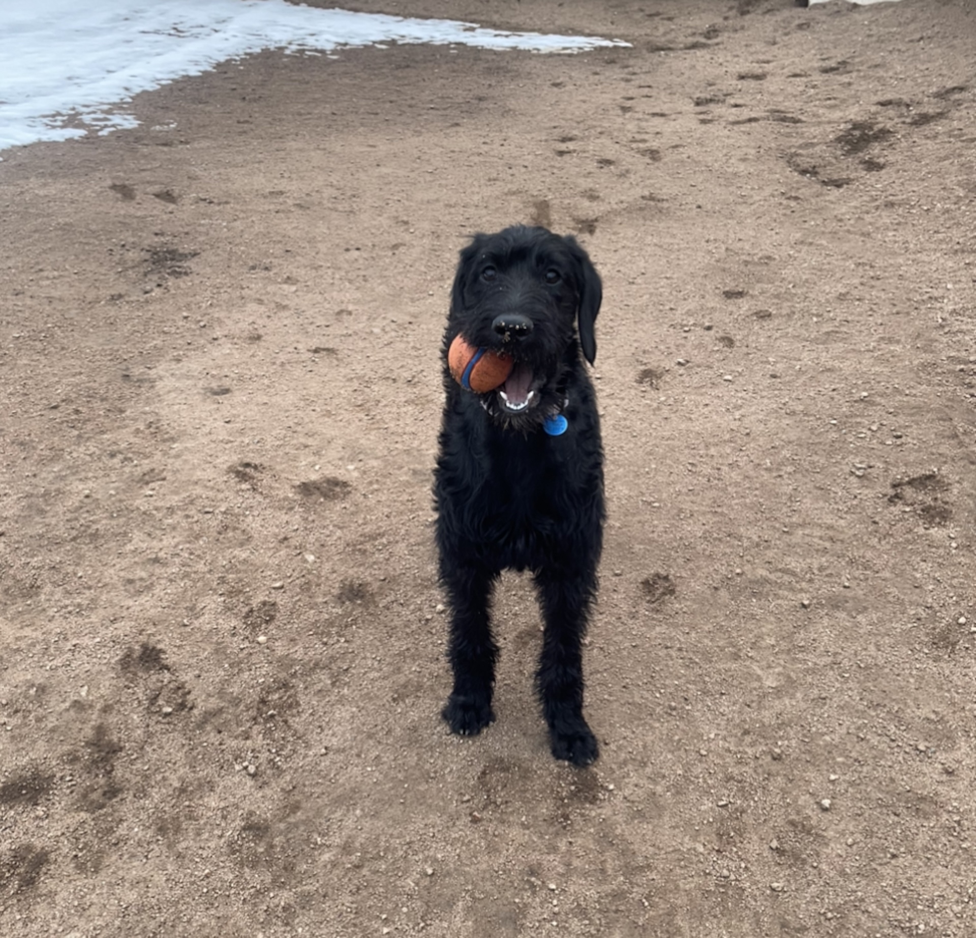 Dog Boarding Estes Park