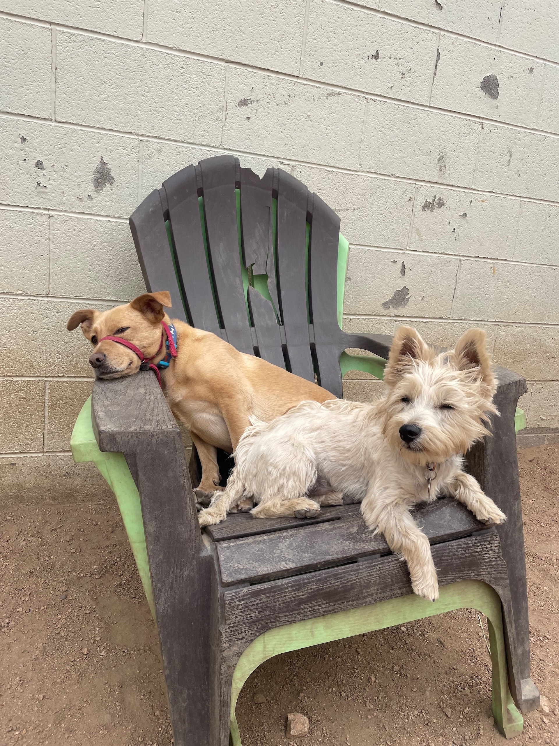 House & Pet Sitting 