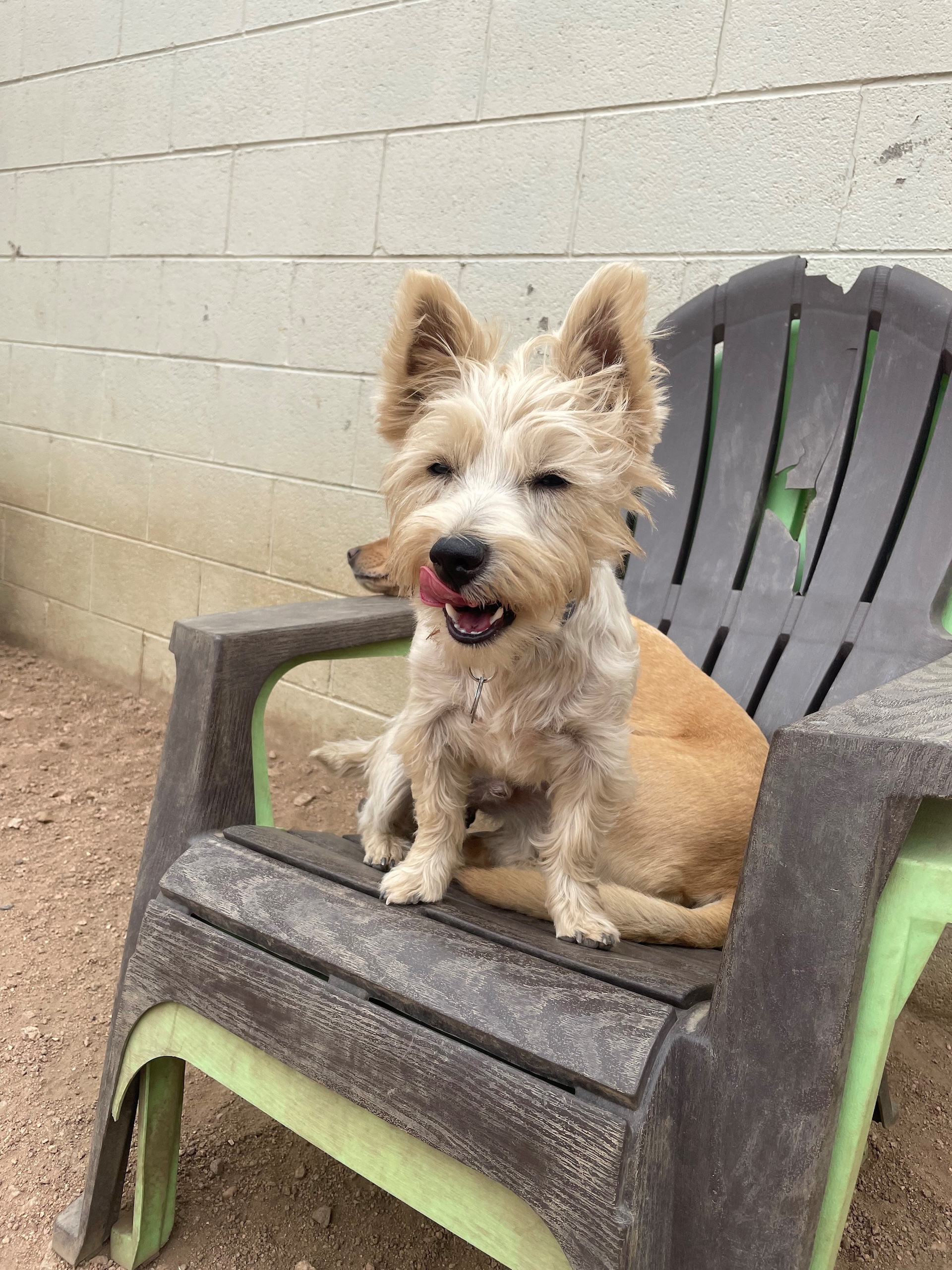 Adopt a Pet Estes Park