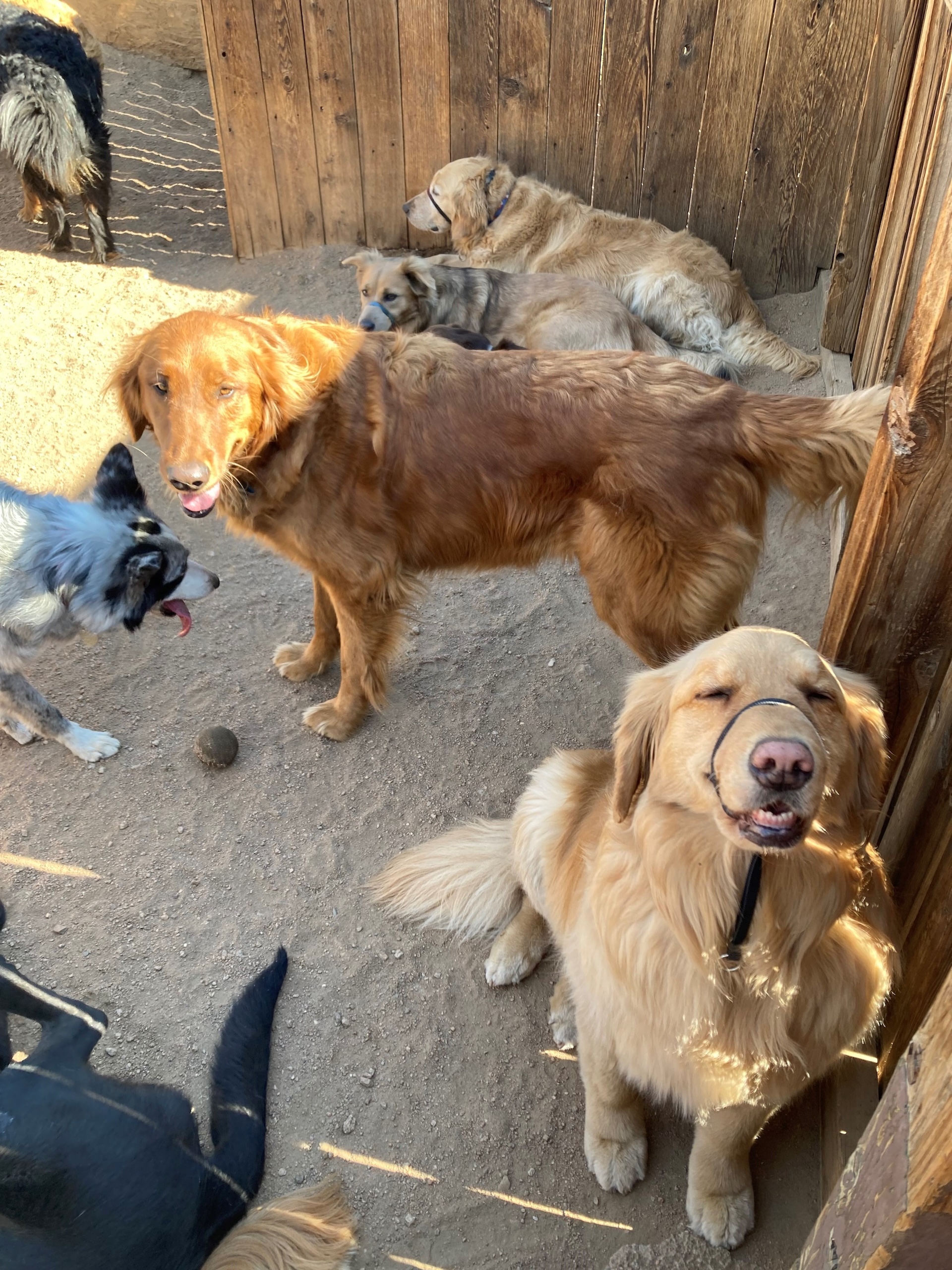 Dog Daycare Estes Park