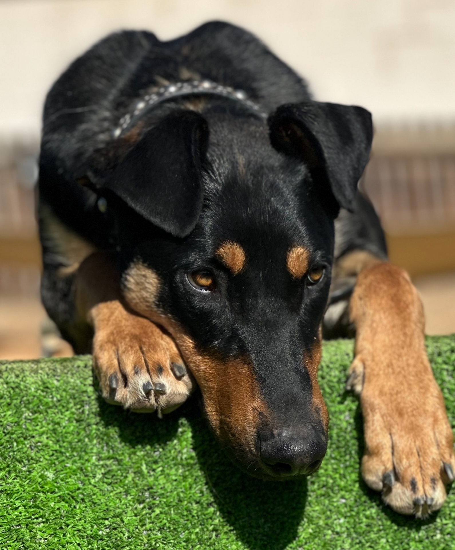  Dog Boarding