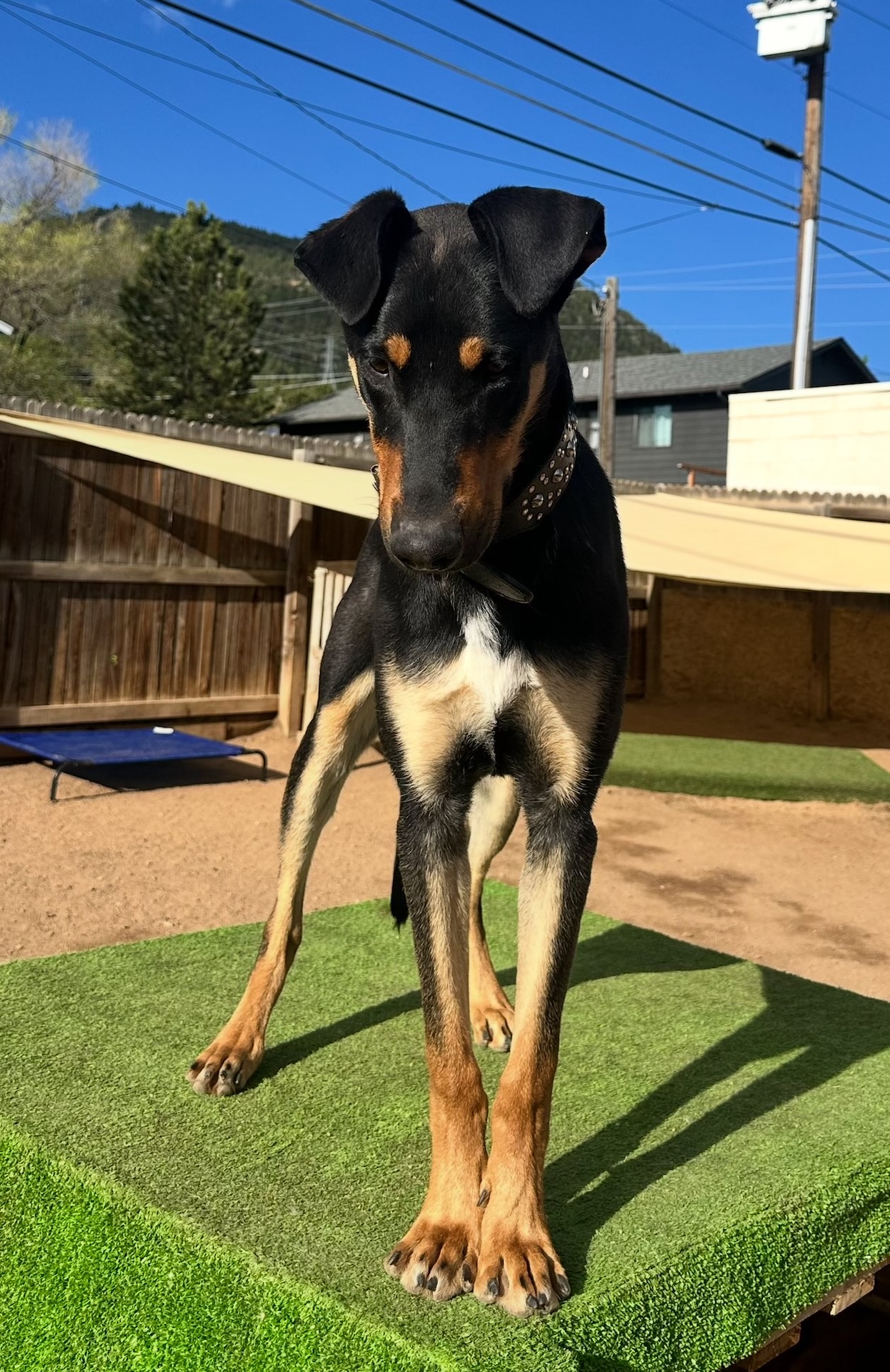 Boulder Adopt a Pet